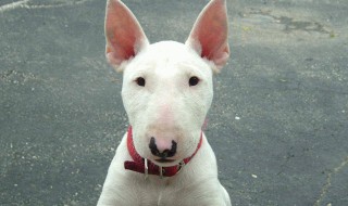 牛头梗怎么养 牛头梗喂养指南推荐