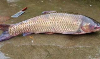 钓草鱼用什么饵料好 草鱼喜欢什么饵料