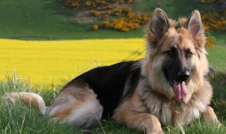 德国牧羊犬性格特征 快来了解一下