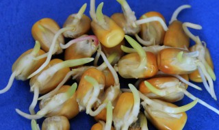 胚芽是什么 具体指什么东西