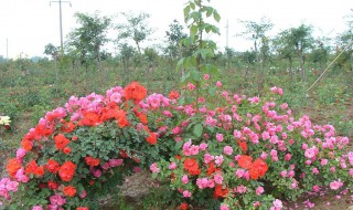 流星王月季优缺点 给大家介绍一下