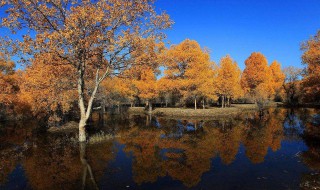 金昌到金塔胡杨林多少公里 请看距离