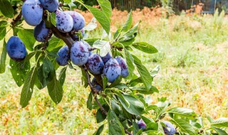 恐龙蛋树怎么修什么时候修 恐龙蛋李子树如何修剪