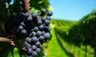 为什么阳台不能种葡萄 阳台能种葡萄吗
