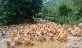 玉米和什么搭配喂鸡好 给大家介绍这几种