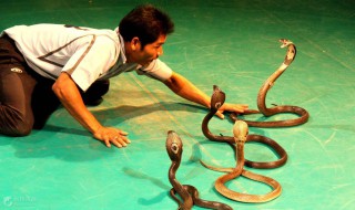 人蛇大战第二部大结局 来揭秘一下吧