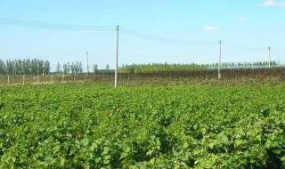 什么叫三无苗木 三无介绍