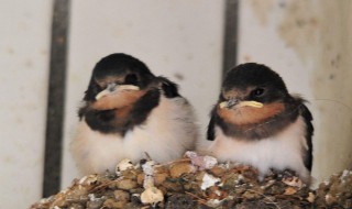 养燕子有危害吗？请见解答