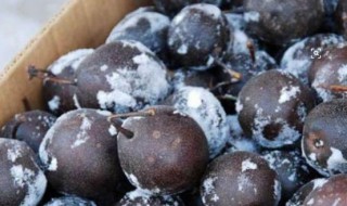 东北冻梨危害 可以吃吗