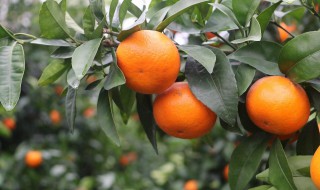 沃柑怎样不长刺 如何干掉沃柑上烦人的刺