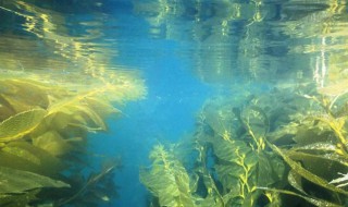 海藻是什么东西 什么是海藻