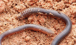 环节动物有哪些 你知道吗