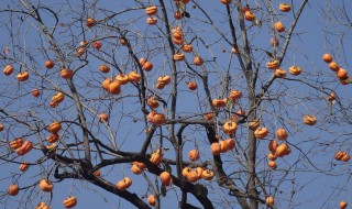 柿子树上的蚧壳虫还能吃柿子吗 请看回答