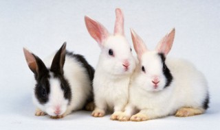 云南花兔的寿命 云南花兔能活多长时间