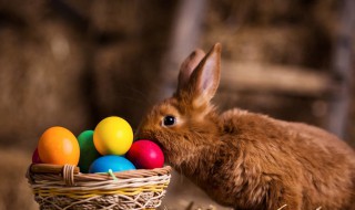 家里养兔子的危害 家里养兔子有什么坏处