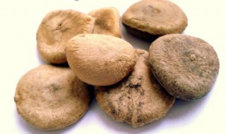 马前子的功效与作用 你知吗