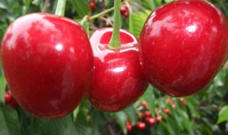 鲁樱3号大樱桃品种好吗 鲁樱3号樱桃的优点
