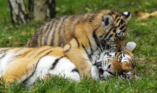 梦见小老虎是什么预兆 让我来告诉你吧