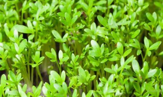 水芹浮床种植方法 一起来学习