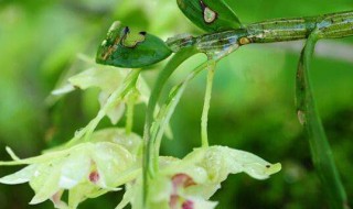 石斛怎么分株 很简单