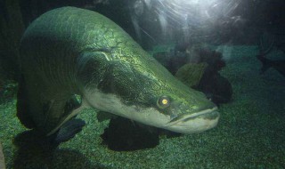 周公梦见和鱼打斗 做这种梦一定要小心了