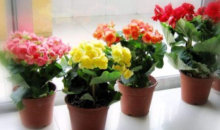 新买的丽格海棠怎么养 园艺师教你如何轻松养花