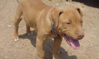 美国比特犬饲养方法 铲屎官都明白了吗