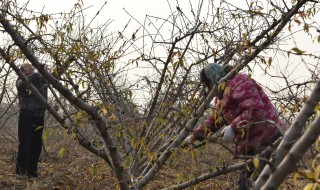 桃树秋季修剪法是什么 请看回答