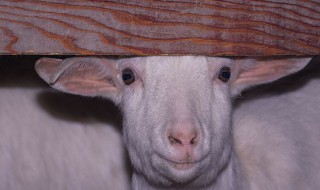 正确杀羊的方法 教你正确杀羊方式