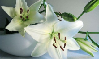 白何有几种味? 你喜欢哪种