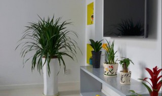 客厅放几盆绿植最好 要注意这几点