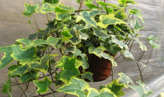 常春藤吊兰养殖方法 方法很重要