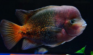 火口鱼饲养方法 注意这一点