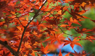 京都看红叶的季节和地点 记住这几点才不会辜负美景