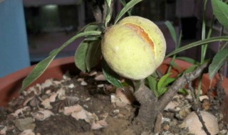 桃子盆栽种植方法 这样种就对了