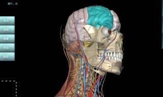 人体解剖学教程 如何学人体解剖