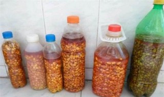 杨巨物玉米泡制配方 高手分享专攻大物