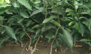 香掾树几年结香掾 你知道这种植物吗