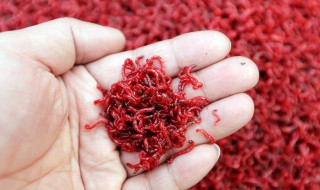 红虫风暴经典配方 红虫风暴饵料搭配推荐