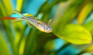 霓虹燕子饲养方法 喂食要点介绍