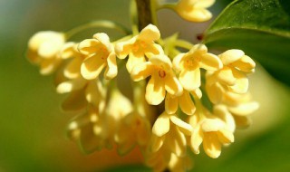 桂花卤怎么做桂花不变色 桂花卤的制作方法