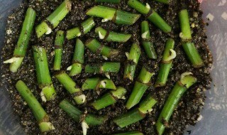 扦插条削口需要晾干吗 试试做这六个步骤扦插条削口