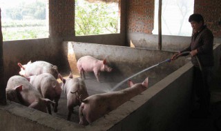 奉贤区农户可以养猪吗 史上最严“禁猪令”？