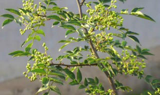 早熟花椒树和迟熟花椒树苗怎么辨别 按种类分辨