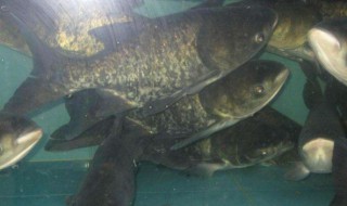 花鲢鱼怎么钓 快来试试这几个方法