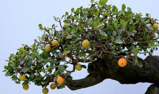 金弹子造型教程 金弹子怎么整造型详解教程