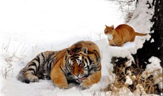 老虎会吃猫吗 它们都是同一科类的