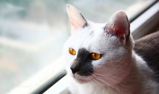 幼猫猫饭做法 幼猫猫饭怎么做