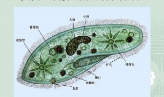 皮球鱼新生小鱼吃什么 有什么要注意的