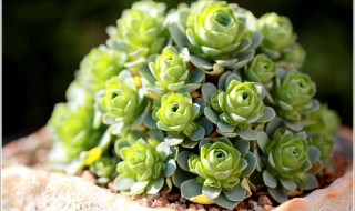 多肉玫瑰生长期是什么时候 请看回答